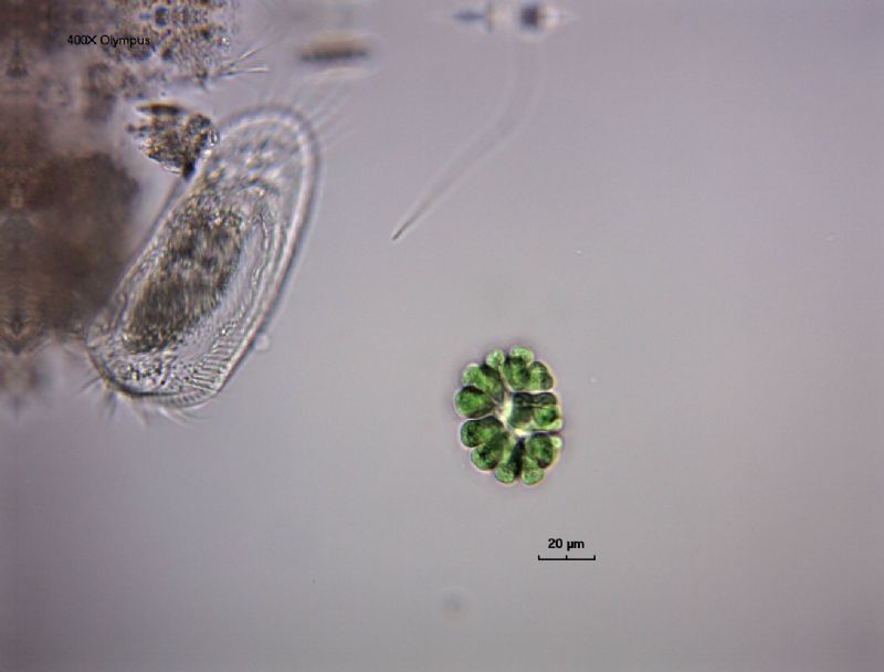 Gomphosphaeria aponina